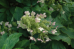 Yuki-geshou Hydrangea (Hydrangea paniculata 'Yuki-geshou') at Lakeshore Garden Centres
