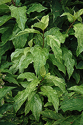 Yuki-geshou Hydrangea (Hydrangea paniculata 'Yuki-geshou') at Lakeshore Garden Centres