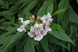 Morning Cloud Chitalpa (Chitalpa 'Morning Cloud') at Lakeshore Garden Centres