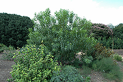 Morning Cloud Chitalpa (Chitalpa 'Morning Cloud') at Lakeshore Garden Centres