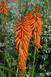 Rockette Orange Torchlily (Kniphofia 'Rockette Orange') at Lakeshore Garden Centres