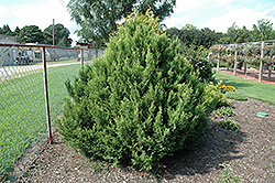 Cream Ball Falsecypress (Chamaecyparis pisifera 'Cream Ball') at Lakeshore Garden Centres