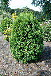 Starkie's Gold Arborvitae (Thuja 'Starkie's Gold') at Lakeshore Garden Centres
