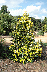 Whoa Nellie Holly (Ilex 'Whoa Nellie') at Lakeshore Garden Centres