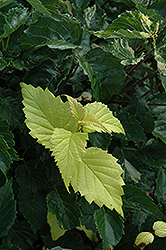 Island Treasure Viburnum (Viburnum dentatum 'Island Treasure') at Lakeshore Garden Centres