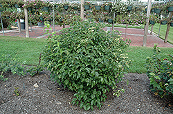 Island Treasure Viburnum (Viburnum dentatum 'Island Treasure') at Lakeshore Garden Centres