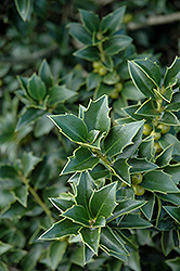 Rock Garden Holly (Ilex 'Rock Garden') at Lakeshore Garden Centres