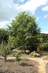 Mexican Royal Oak (Quercus germana) at Lakeshore Garden Centres