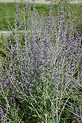 Taiga Russian Sage (Perovskia atriplicifolia 'Taiga') at Lakeshore Garden Centres