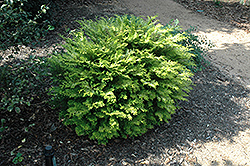 Elmwood Hinoki Falsecypress (Chamaecyparis obtusa 'Elmwood') at Lakeshore Garden Centres
