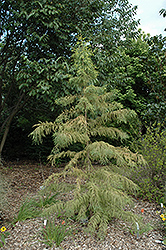 Peve Yellow Baldcypress (Taxodium distichum 'Peve Yellow') at Lakeshore Garden Centres