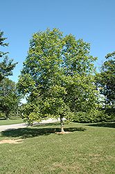 Chicago Regal White Ash (Fraxinus americana 'Chicago Regal') at Lakeshore Garden Centres