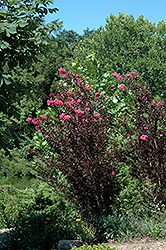 Delta Jazz Crapemyrtle (Lagerstroemia 'Chocolate Mocha') at Lakeshore Garden Centres