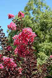 Delta Jazz Crapemyrtle (Lagerstroemia 'Chocolate Mocha') at Lakeshore Garden Centres
