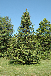 Pincushion American Holly (Ilex opaca 'Pincushion') at Lakeshore Garden Centres