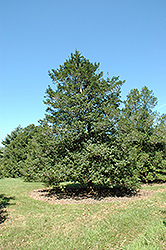Jersey Princess American Holly (Ilex opaca 'Jersey Princess') at Lakeshore Garden Centres