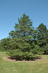 Beautiful Ohio American Holly (Ilex opaca 'Beautiful Ohio') at Lakeshore Garden Centres