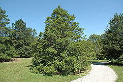 Valentine American Holly (Ilex opaca 'Valentine') at Lakeshore Garden Centres