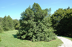Southern Illinois University American Holly (Ilex opaca 'Southern Illinois University') at Lakeshore Garden Centres
