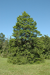 Foster No. 4 Holly (Ilex x attenuata 'Foster No. 4') at Lakeshore Garden Centres