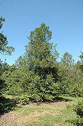 Kildare American Holly (Ilex opaca 'Kildare') at Lakeshore Garden Centres