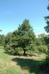 Bradshaw American Holly (Ilex opaca 'Bradshaw') at Lakeshore Garden Centres