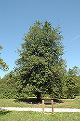 Lady Alice American Holly (Ilex opaca 'Lady Alice') at Lakeshore Garden Centres