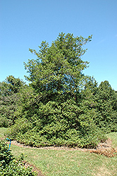 Morris Arboretum American Holly (Ilex opaca 'Morris Arboretum') at Lakeshore Garden Centres
