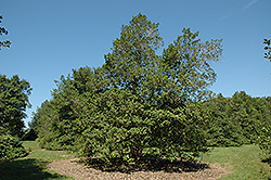 Draper American Holly (Ilex opaca 'Draper') at Lakeshore Garden Centres
