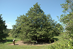 Santa Claus American Holly (Ilex opaca 'Santa Claus') at Lakeshore Garden Centres