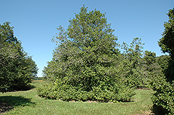 Miss Helen American Holly (Ilex opaca 'Miss Helen') at Lakeshore Garden Centres
