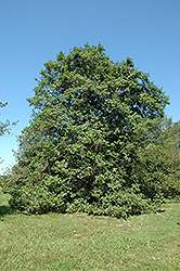 Carnival American Holly (Ilex opaca 'Carnival') at Lakeshore Garden Centres