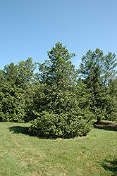 Torchbearer American Holly (Ilex opaca 'Torchbearer') at Lakeshore Garden Centres