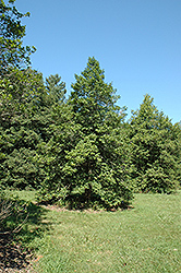 Westcroft American Holly (Ilex opaca 'Westcroft') at Lakeshore Garden Centres