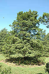 Exotic American Holly (Ilex opaca 'Exotic') at Lakeshore Garden Centres