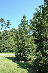 Cheerful American Holly (Ilex opaca 'Cheerful') at Lakeshore Garden Centres