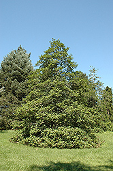 Elfin American Holly (Ilex opaca 'Elfin') at Lakeshore Garden Centres