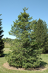 Glen Ellen American Holly (Ilex opaca 'Glen Ellen') at Lakeshore Garden Centres