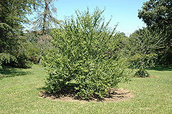 Benton Possumhaw Holly (Ilex decidua 'Benton') at Lakeshore Garden Centres