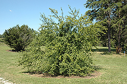 Miller City Possumhaw Holly (Ilex decidua 'Miller City') at Lakeshore Garden Centres