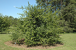 Pocahontas Possumhaw Holly (Ilex decidua 'Pocahontas') at Lakeshore Garden Centres