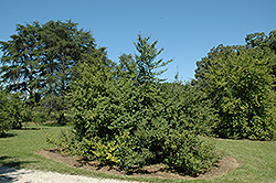Sundance Possumhaw Holly (Ilex decidua 'Sundance') at Lakeshore Garden Centres