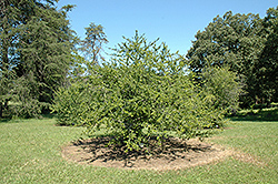Council Fire Possumhaw Holly (Ilex decidua 'Council Fire') at Lakeshore Garden Centres