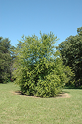 Hunter Possumhaw Holly (Ilex decidua 'Hunter') at Lakeshore Garden Centres