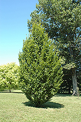 Frans Fontaine Hornbeam (Carpinus betulus 'Frans Fontaine') at Green Thumb Garden Centre