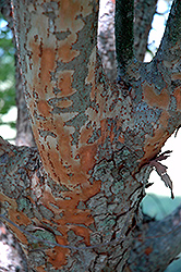Athena Elm (Ulmus parvifolia 'Athena') at Lakeshore Garden Centres