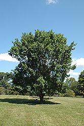 Zettler Elm (Ulmus parvifolia 'Zettler') at Lakeshore Garden Centres