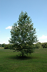 Aurora Sweet Gum (Liquidambar styraciflua 'Aurora') at Lakeshore Garden Centres