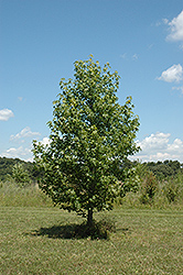 Anneke Sweet Gum (Liquidambar styraciflua 'Anneke') at Lakeshore Garden Centres