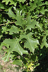 Nuttall's Oak (Quercus texana) at Lakeshore Garden Centres